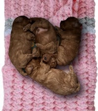 four brown poodle puppies laying on a pink blanket