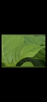 a picture of green leaves on a black background