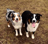 two australian shepherds standing next to each other