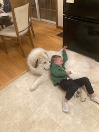 a boy laying on the floor next to a white dog