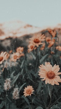 a field of flowers with mountains in the background