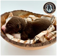 a brown and white puppy sleeping in a wooden bowl