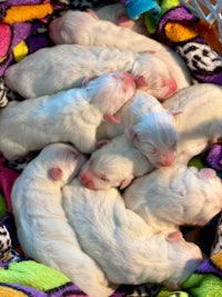 a group of white puppies laying in a colorful basket
