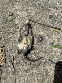 a dead mouse laying on the ground