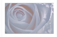 a close up of a white rose in a frame
