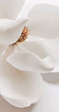 a close up of a white magnolia flower