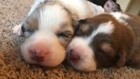 two brown and white puppies laying on a carpet