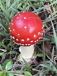 a red and white mushroom in the grass