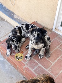 two black and white dalmatian puppies laying on a brick sidewalk