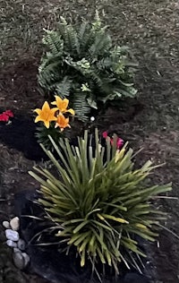a flower bed with flowers and rocks in it