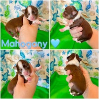 mahogany chihuahua puppies for sale