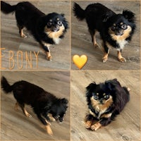 ebony, an adoptable chihuahua in houston, texas