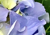 a close up of blue and yellow flowers