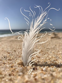 a white feather in the sand on the beach