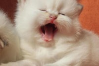 two white kittens yawning with their mouths open