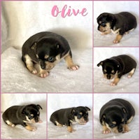 chihuahua puppies for sale in san diego, california