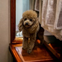 a poodle standing in front of a mirror