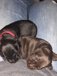 two black puppies sleeping on a person's lap