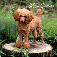 a brown poodle standing on top of a stump