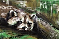 a drawing of a raccoon in the woods