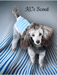 a poodle wearing a blue and white striped shirt