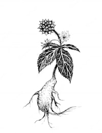 a black and white drawing of a rhubarb plant