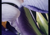 purple iris painting - purple iris fine art print