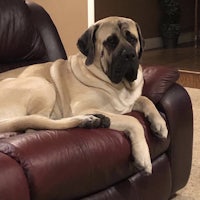 a large dog laying on a leather couch