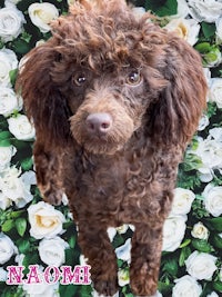 a brown poodle standing in front of flowers