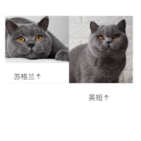 two pictures of a grey cat with chinese characters