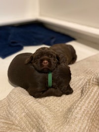 two brown puppies laying on top of a blanket