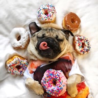 a pug dog laying on a bed with donuts