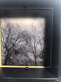 a photo of trees in a black frame