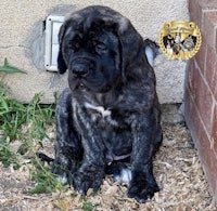 a black puppy sitting on the ground next to a brick wall