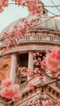 cherry blossoms in front of a building with a dome