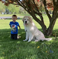 a boy and a white dog standing under a tree