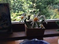 a vase of daisies on a window sill