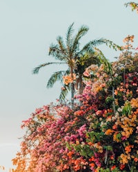 colorful flowers on the side of a palm tree