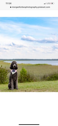 a dog is sitting on a grassy field with a lake in the background