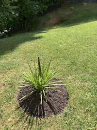 a small plant in the middle of a lawn