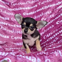 a small black and white chihuahua sitting on a pink blanket