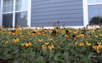black eyed susan flowers in front of a house