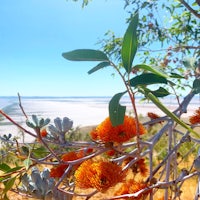 a tree with orange flowers near a beach