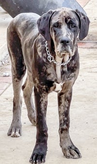 a large black and brown dog standing on a sidewalk