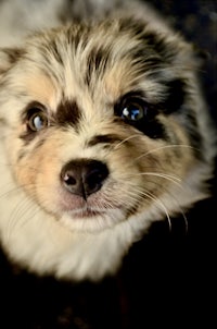 a black and white puppy with blue eyes