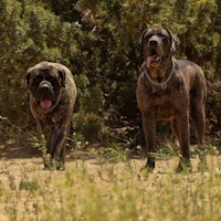 two large dogs standing in a field
