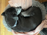 a black dog sleeping in a dog bed