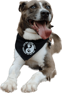 a dog wearing a black bandana
