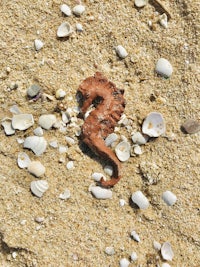 a seahorse on a beach with shells and sand