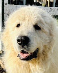 a large white dog with a smile on his face